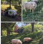 Des moutons dans le parc du lycée